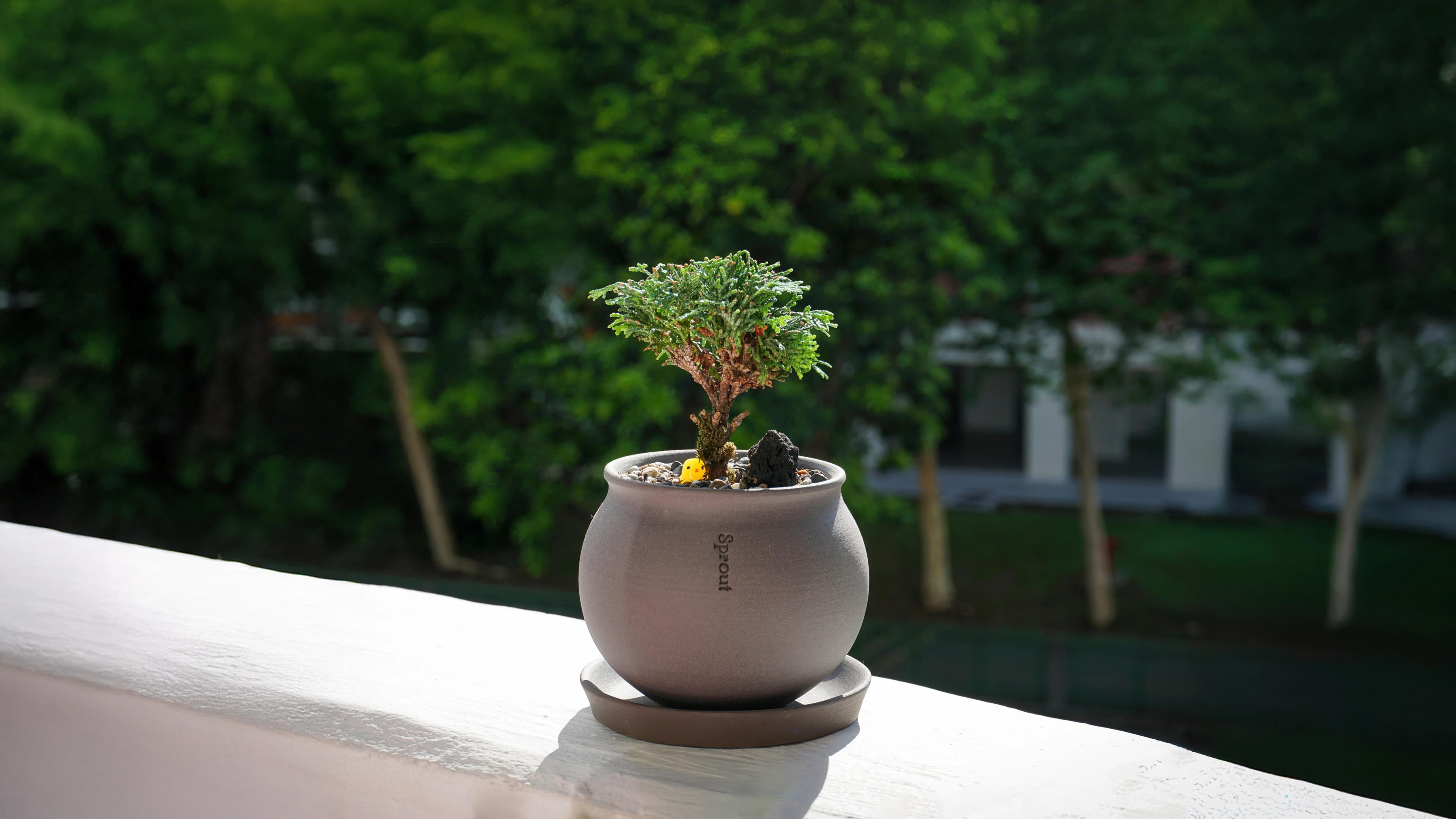 Bonsai Cover Page