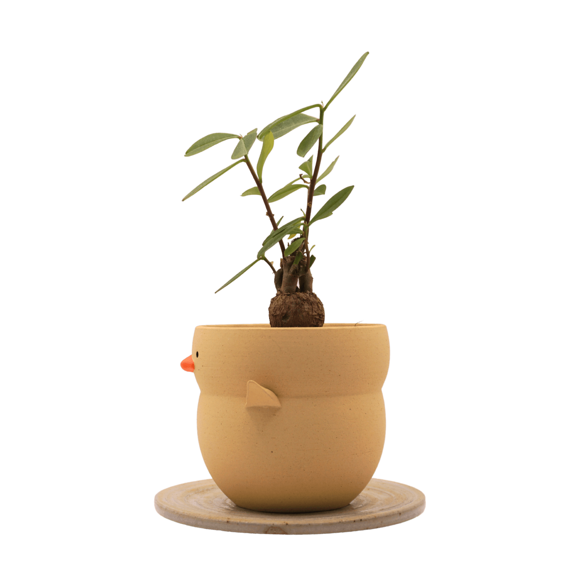 Talinum-Caudex-in-Duck-Planter-S-LEFT