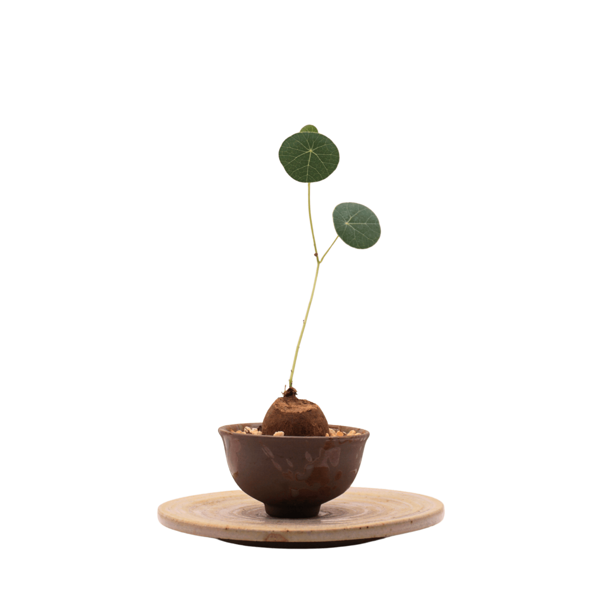 Stephania Erecta in Brown Bowl - XS